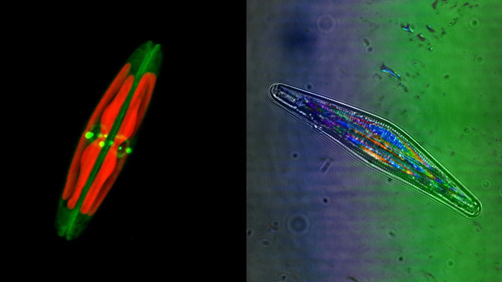 Algen Seminavis robusta, som er omtrent 70µm lang (omtrent tykkelsen på et menneskehår). I rødt ser man algens kloroplaster og i grønt er det brukt et fargestoff for å visualisere algens karakteristiske silikaskall ("glass-skall"). Bildet er tatt ved hjelp av et såkalt laserskanning-konfokalmikroskop. På bildet til høyre er det brukt 3 ulike lasere (med ulike bølgelengder), samt vanlig gjennomlys, for å se på refleksjoner i silikaskallet til algen.  
