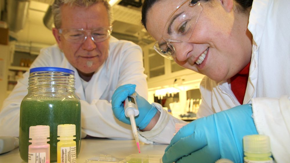 Tester: NTNU-forskerne Catherine Taylor Nordgård og Kurt I. Draget tilsetter nanokuler i slim for å se om de har klart å påvirke det til å slippe gjennom store medisinmolekyler.  Foto: Per Henning/NTNU   
