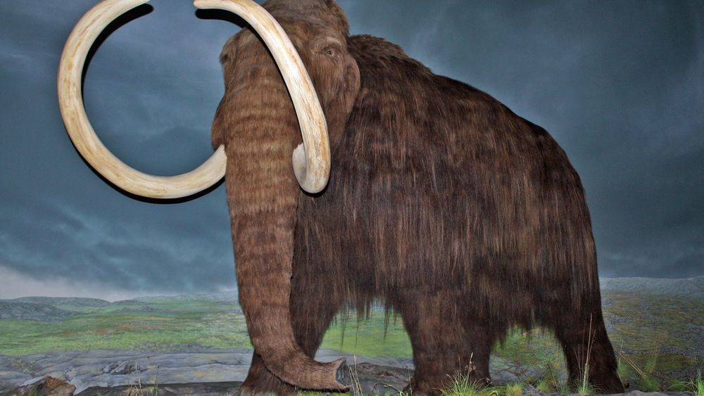 KAN GJENOPPSTÅ: To forskermiljøer prøver å gjenskape mammuten.