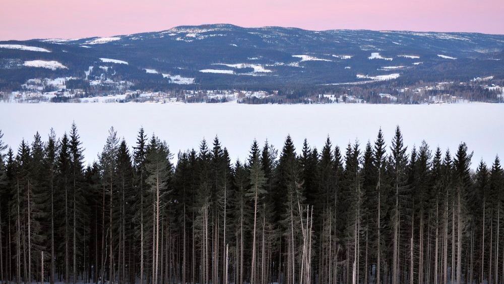 Vinter, morgen ved Hurdalssjøen. Furuskog. Alpenglow over Hurdalsåsene. Tatt fra mot vest. Hurdal, Romerike, Akershus.Foto: © Øystein Søbye / NN / Samfoto