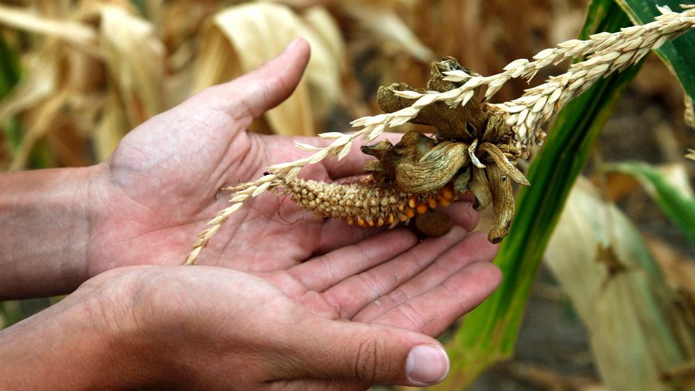 Tørken i USA har gjort avlingene i år dårlige. Det gjør at FN ber USA om å oppheve påbudet om at deler av maisproduksjonen skal gå til biodrivstoff. 