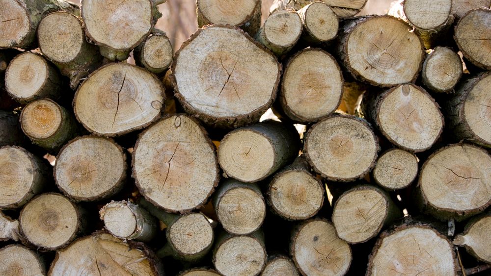 1,7 millioner kubikkmeter tømmer skal ha blitt kuttet ned ulovlig, siden hackere kom seg inn i systemene til brasilianske myndigheter.