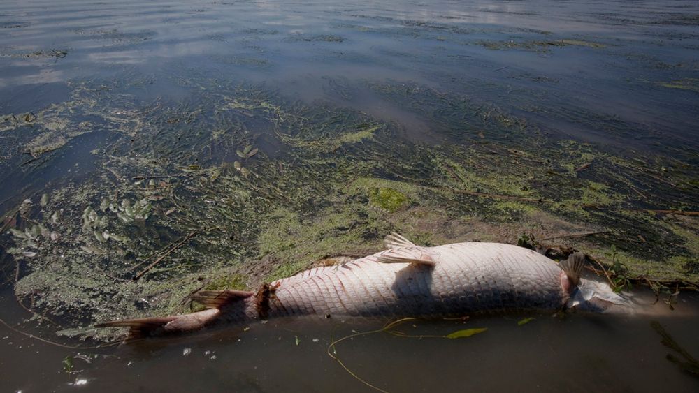 En død hornfisk i et myrområde i den amerikanske delstaten Louisiana. Flere mil med sårbare våtmarker i delstaten skal være ødelagt av oljesøl.