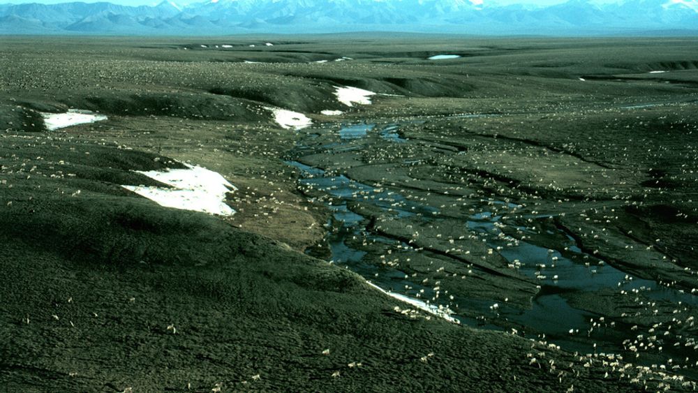 ENDRES: En reinsdyrflokk gresser på en slette i Alaska, med fjellkjeden Brooks Range i bakgrunnen. Over hele Arktis finnes det nå tegn til at klimaet er i ferd med å endre seg, ifølge amerikanske forskere.