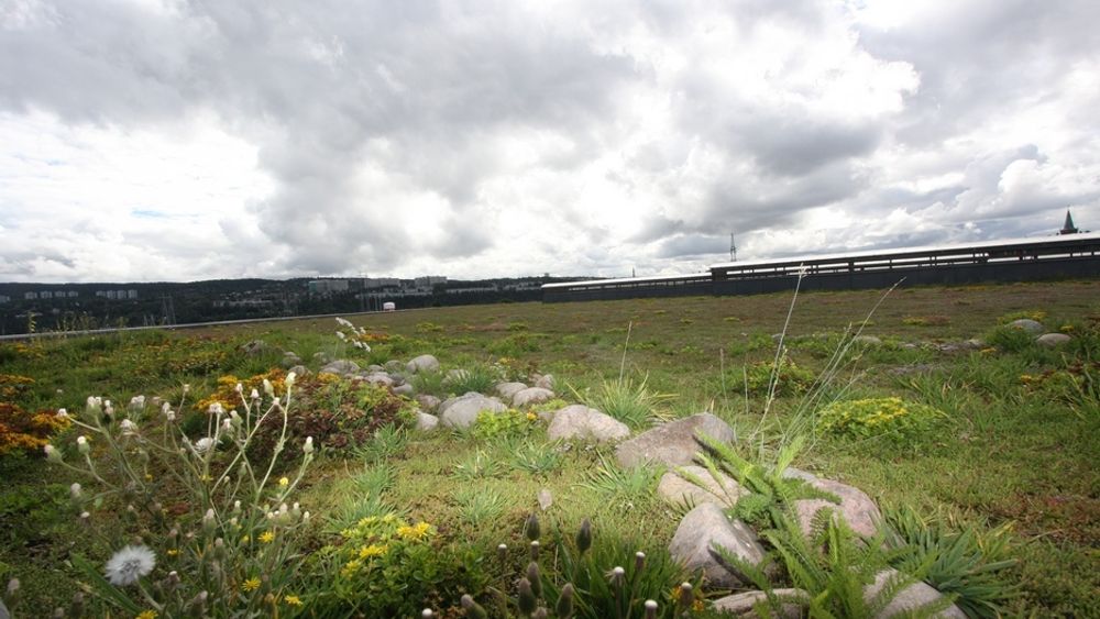 NORDENS STØRSTE: Fra bakken synes det overhodet ikke, det 28000 kvadratmeter store grøntanlegget på taket til Veolias miljøanlegg. Taket erstatter manglende naturlig drenering av regnvann til grunnen. Plantene tar opp til 50 prosent av vannet  og forsinker avrenningen av resten.
