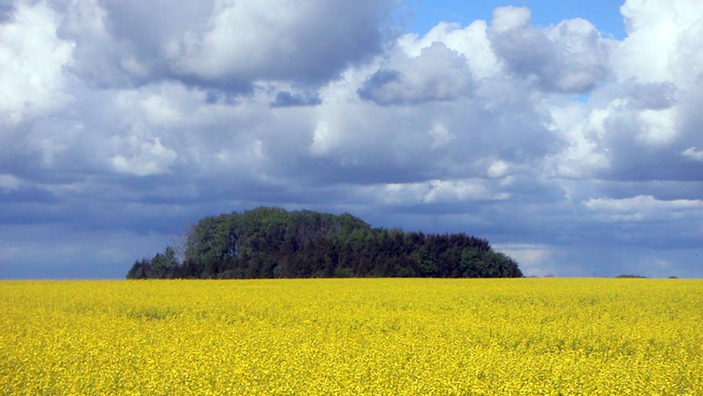 Blomstrende rapsfelt i Skåne, Sverige. Raps brukes blant annet til å produsere biodiesel.