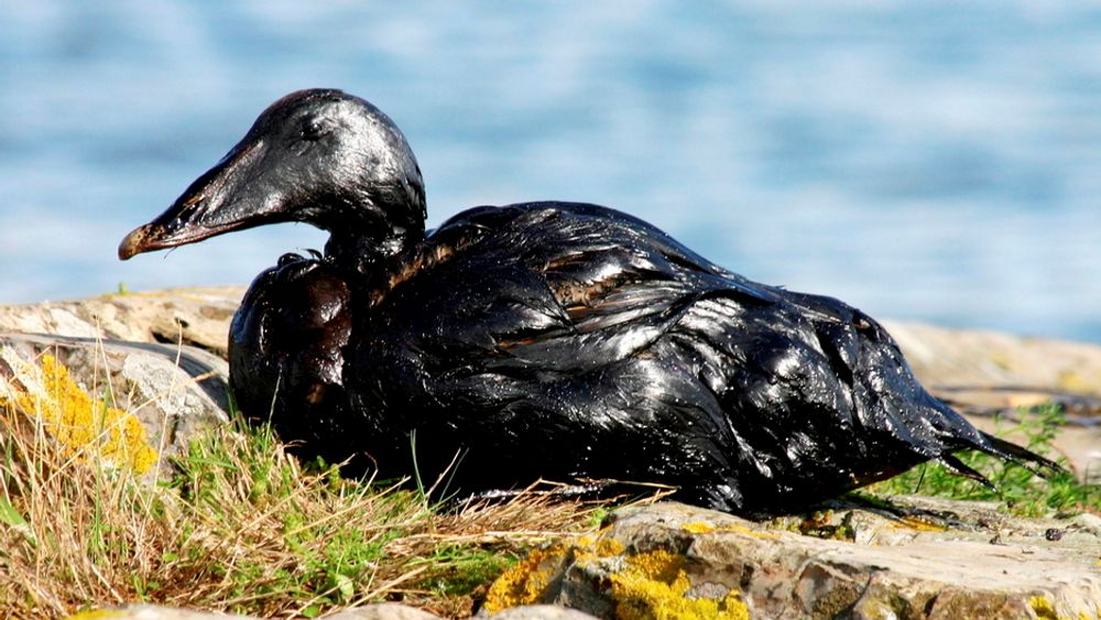 Rundt 1000 sjøfugl kan være skadet av oljen fra Full City, anslår Direktoratet for naturforvaltning.