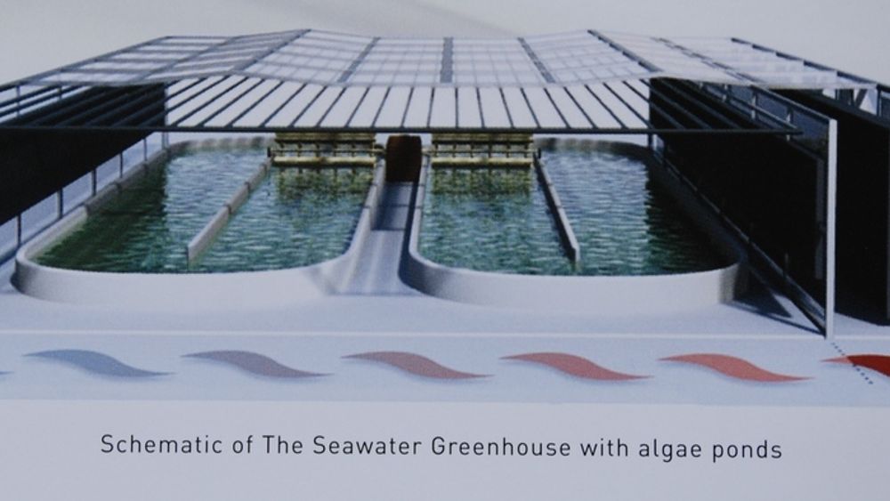 ALGER: Slik ser Bellona for seg produksjon av alger til biodrivstoff i Sahara. Nå satser også StatoilHydro på alger, men da i USA.