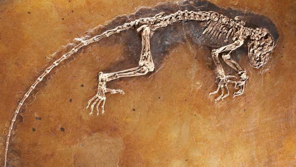 BARE PÅ NETT: Det var ikke nok å publisere artikkelen om fossilet "Ida" på nettet. Artikler må også foreligge i trykket utgave for at det latinske navnet skal være godkjent.