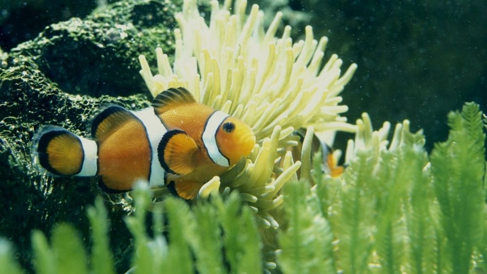 SLITER: Både korallrev, fisker og planter i havet får vanskeligere leveforhold som følge av at havene blir surere. Og det gjør de i et forrykende tempo, ifølge forskere.