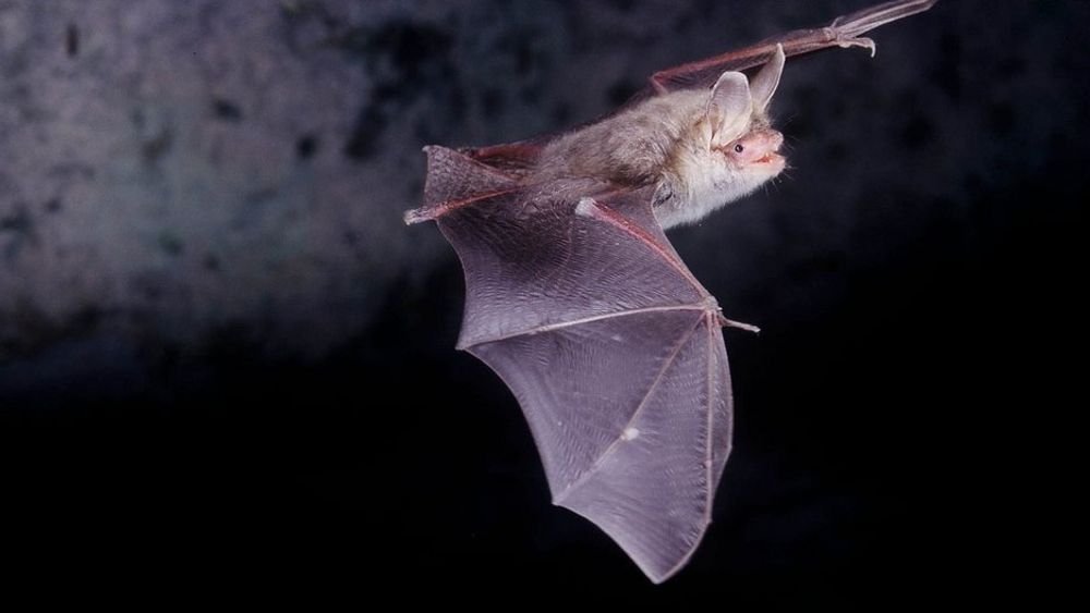 TÅLER IKKE TRYKKET: Flaggermus som flyr nær vindkraftparker får indre blødninger.