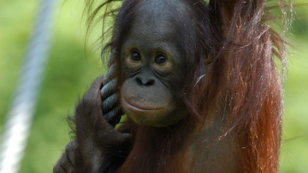 ORANGUTANG FØRST UTE: Orangutangen er det første dyret som skal prøve seg på internett. 
Foto: Apenheul, Jolan van Leeuwen
Stikkord: Ape.