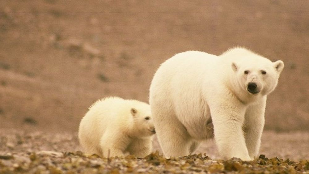 To isbjørner på vandring med fast grunn under føttene.