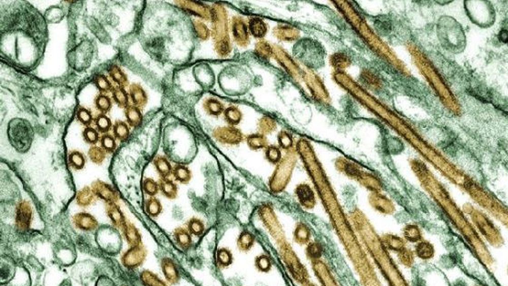 Ingen ting tyder på atmennesker er mer sårbare overfor H5N1-viruset nå enn da det ble oppdaget i 1997.