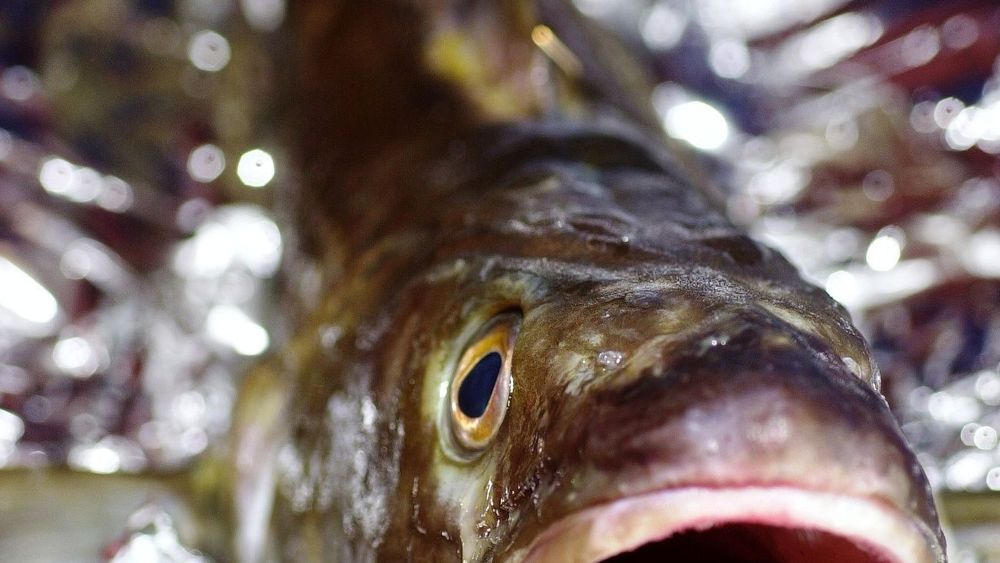 SMAKER FISK: Ved å gasspakke fisken kan holdbarheten forlenges og forbruket av fisk økes betraktelig.  FOTO: TU-arkiv