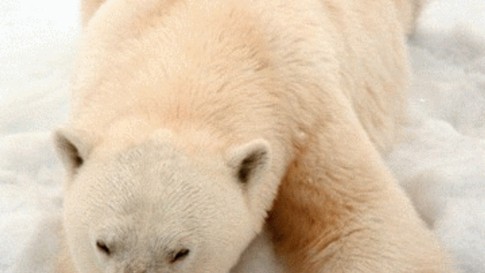 Bromerte flammehemmere kan være årsak til at giften deka-BDE er funnet i isbjørn.