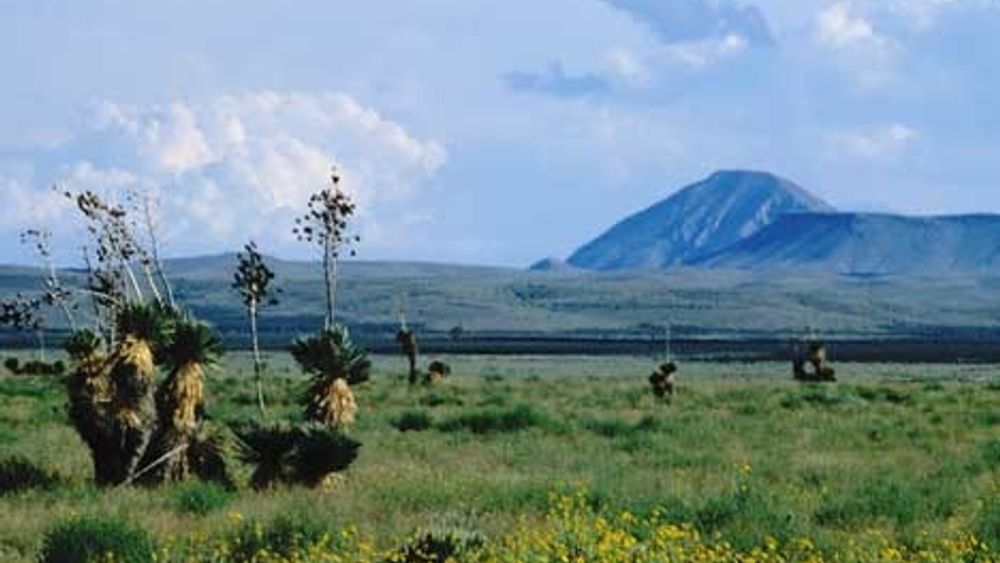 SÅRBART: Ørkenlandskapet i Otera Mesa skal nå åpnes for oljeboring til tross for at det er et unik og sårbart område både med hensyn til flora, fauna og grunnvannsforekomster. Her et bilde tatt etter et kraftig regnskyll som i en kort periode får ørkenen til å blomstre.
FOTO: Stephen Capra, New Mexico Wilderness Alliance