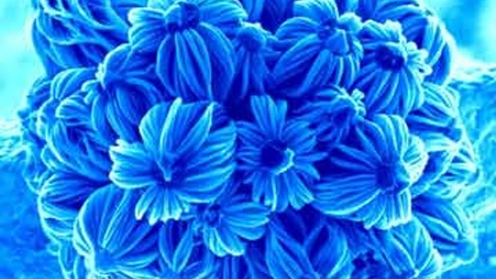 Nye materialer utviklet med nanoteknologi framstår som rene blomsterbuketter. Forsker Wei Ho har ikke bare funnet fram til materiealene, hun fotograferer dem jevnlig og presenterer dem son nanobuketter. Foto: Wei Ho
Det er gjennom dette arbeidet hun har kommet over de blomsterlignende strukturene.