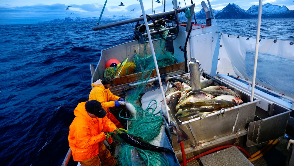 Skipper Trond Dalgård (51) og Jan Gunnar Johansen fisker etter skrei på havet ved Gryllefjord på utsiden av Senja. Statistikken viser at det er risikofylt å være yrkesfisker. Foto: Cornelius Poppe / NTB scanpix