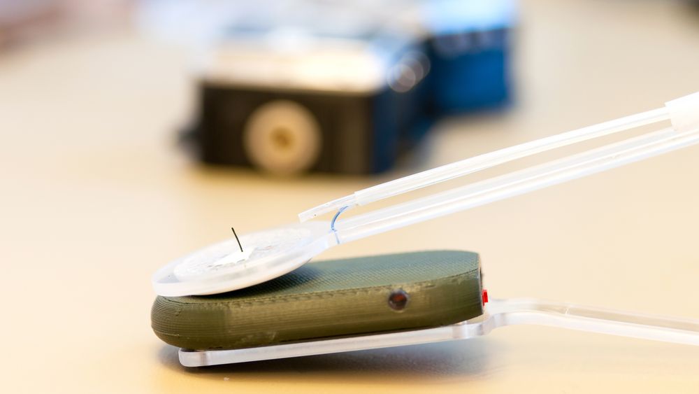 Den tynne tråden som stikker opp fra plasten er en modifisert kommersiell glucosesensor, Freestyle Libre, som NTNU-forskerne tester ut i bukhulen. Den er montert i en klype sammen med en avlesningsenhet. Med denne kan sensoren plasseres i bukhulen på en gris, mens avlesningsenheten plasseres på utsiden, på huden.