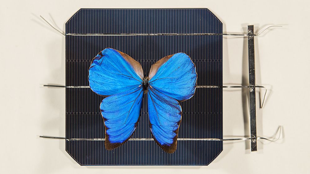 Den peruanske sommerfuglen Morpho Didius har vinger med nanostrukturer som kan gjøre solceller mer effektive.