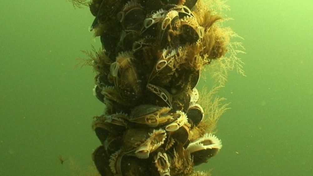 Den danske regjeringens planer om å tillate flere havbruk i Kattegat risikerer ikke bare å påvirke det lokale havmiljøet. Det kan også vise seg å være ille for klimaet.