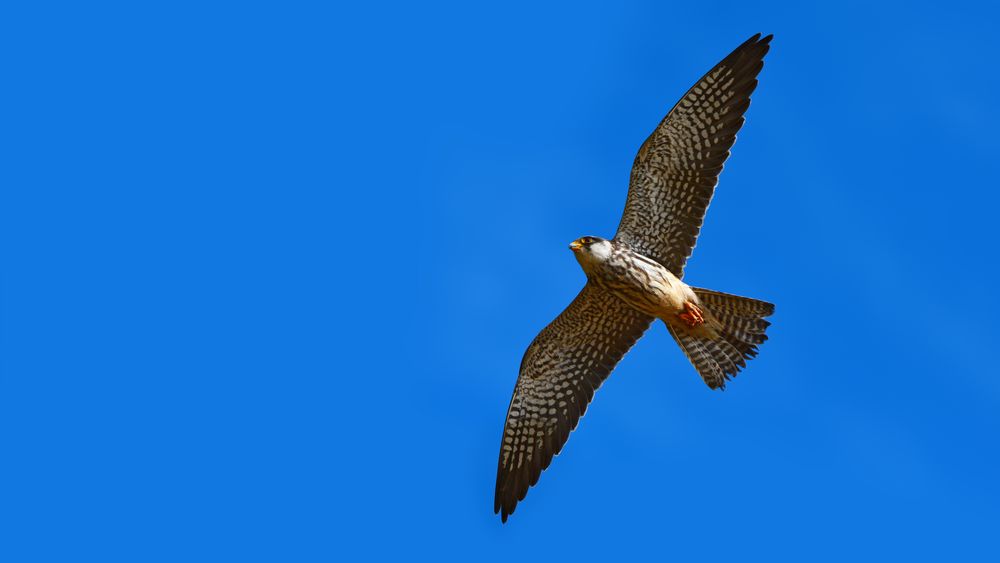 Falken kan endre på fjærene og vingeformen for å tilpasse seg ulike vindforhold. Danske forskere lar seg inspirere og vil utvikle monterbare vingetupper til vindturbiner. 