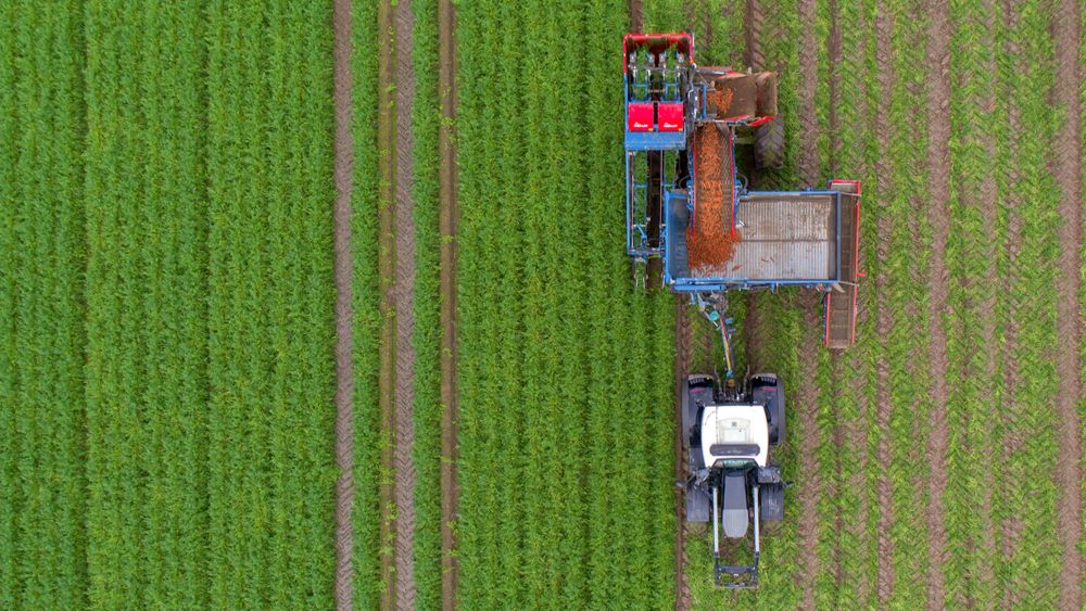 Ny teknologi gjør at avstanden mellom økologisk og konvensjonell grønnsaksdyrking blir mindre. Her fra gulrotinnhøsting på et av Bent Ingar Fuglus jorder i Levanger.
