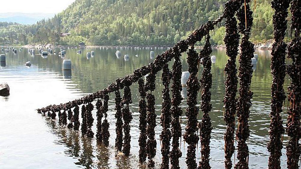 Delikatesse: Blåskjell er en voksende oppdrettsnæring, men Norge er knøttliten i forhold til resten av Europa.