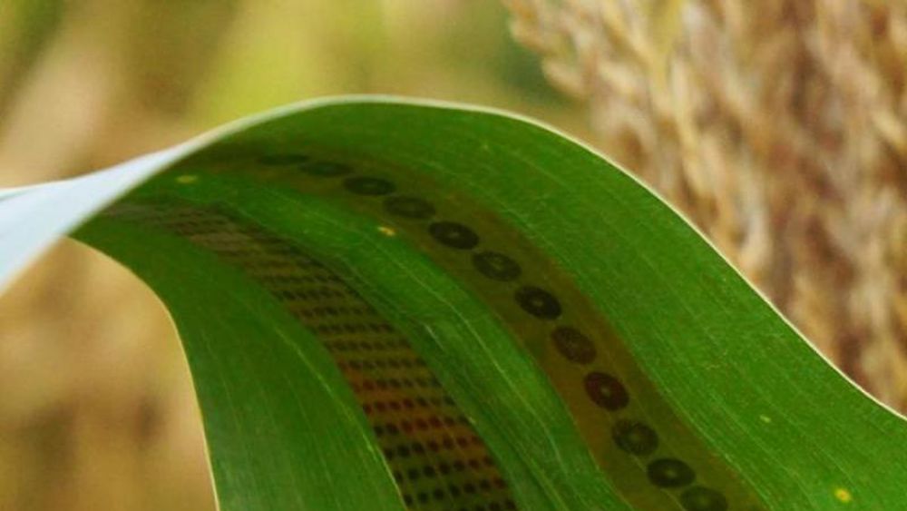 Forskerne kaller de små sensorene av grafén for plante-tatoveringer.