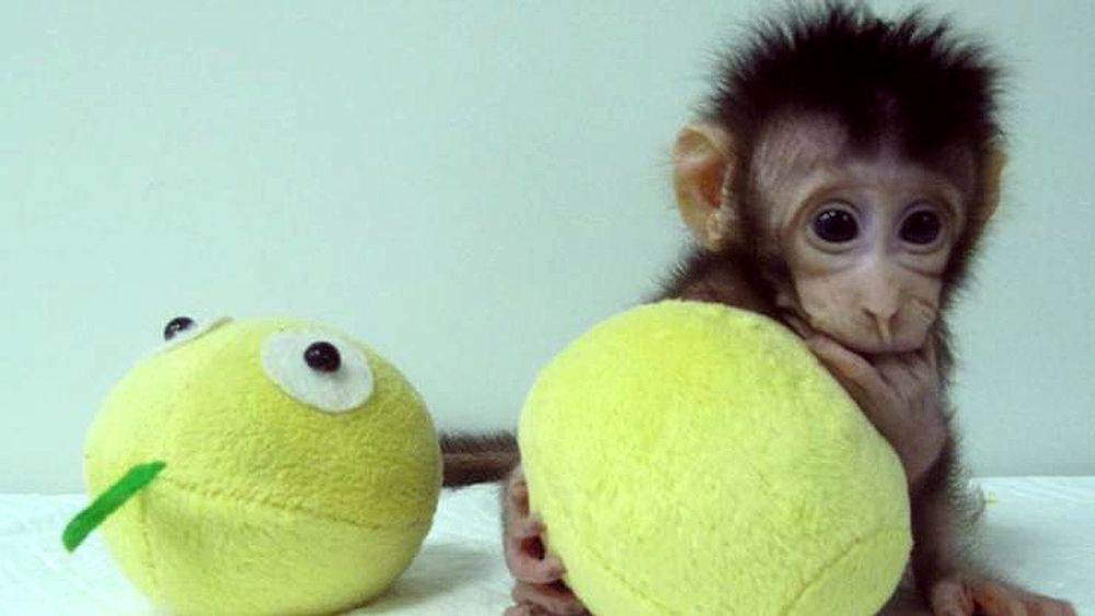 Kina investerer kraftig i biotek-forskning, og det har allerede gitt resultater med klonede aper.