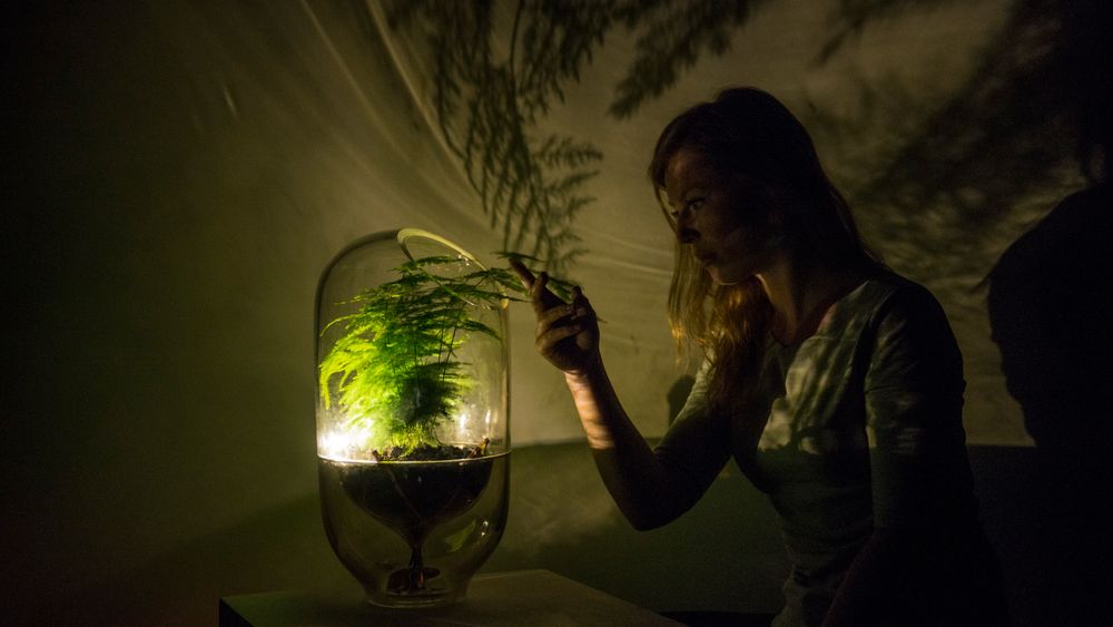 Ermi van Oers er gründer av Living Lights, som lager lamper som drives av fotosyntesen.