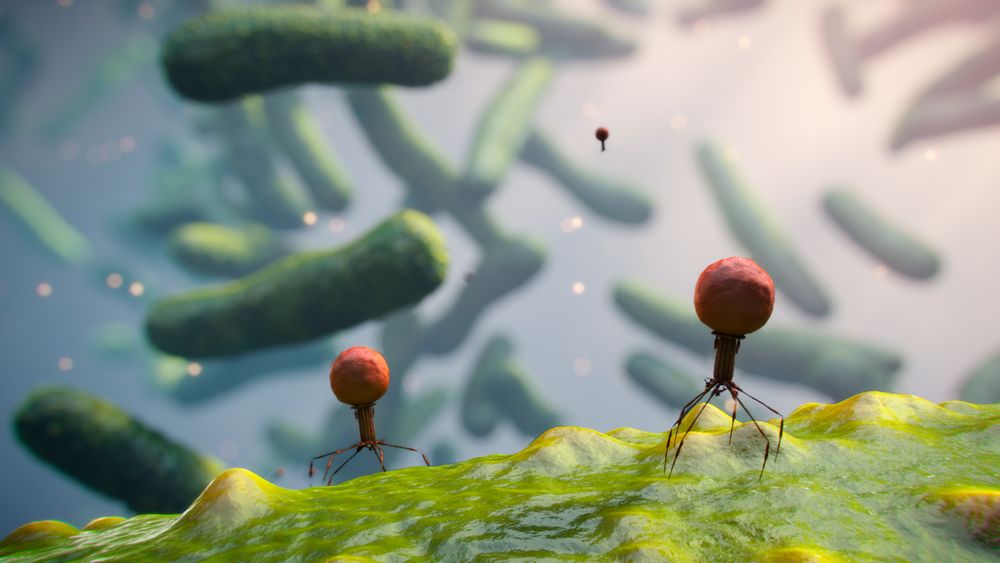 Illustrasjon av bakteriofager (røde) koblet til overflaten på en bakterie (gul/grønn). Bakteriofager er virus som infiserer bakterier, og injiserer sitt genmateriale i bakterien. Genmaterialet bygger nye bakteriofager som tilslutt bryter ut av bakterien og dreper den. Science photo library