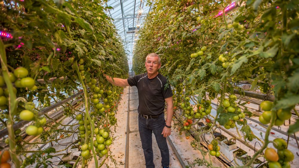 Optimalt vekstlys: Det har kostet rundt 600.000 kroner å installere LED-lys i drivhuset på Mære landbruksskole. Produksjonsleder i gartneriet, Arnar Risan, har tro på rundt 25 prosent mer tomater som følge av belysningen.