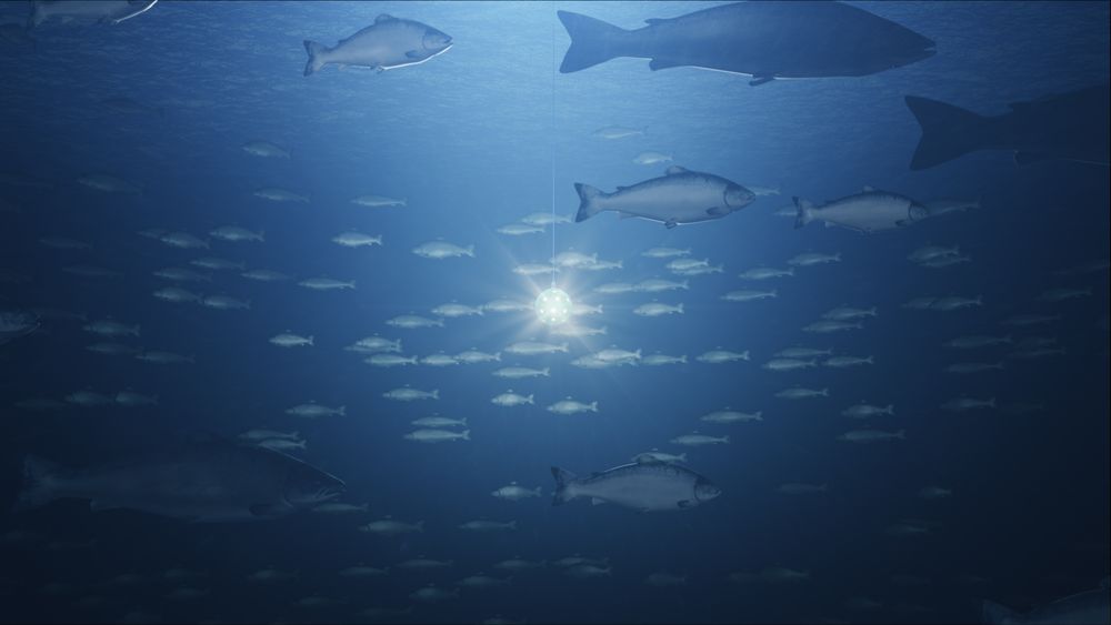 Lyskula fra Sealab Ocean Group har fått navnet Omnisphere og kan levere hele 200.000 lumen. 