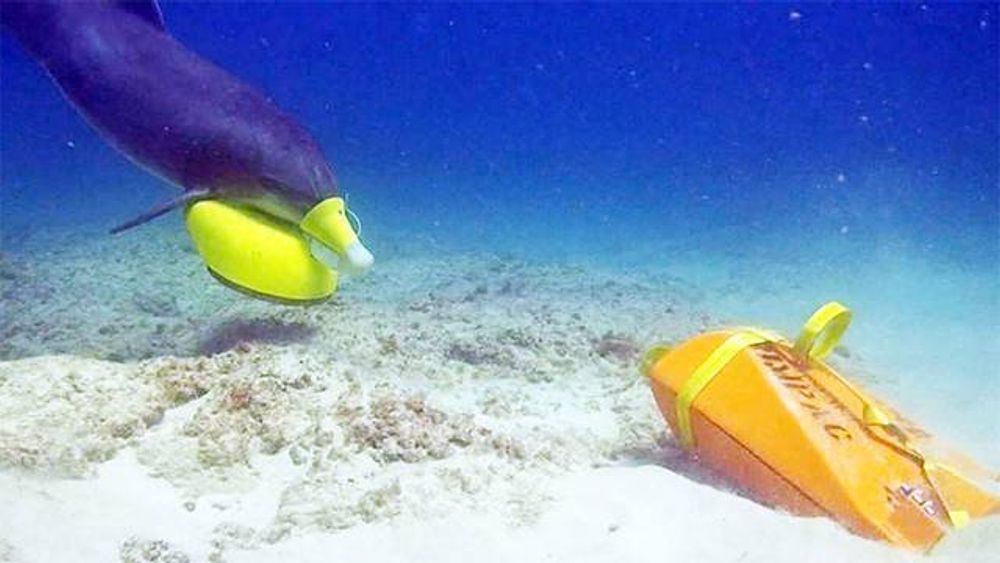 En delfin søker etter en treningsmine. De dykker ned og plasserer en markør ved siden av minen, og så flyter bøyen opp til overflaten, slik at dykkere kan bekrefte trusselen.