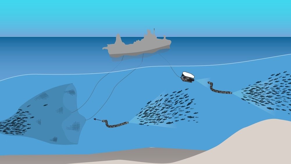 Sintef Ocean leder EU-prosjektet Smartfish. Det strekker seg over fire år og skal utvikle og teste smart teknologi for overvåking og selektering før og under fangst.