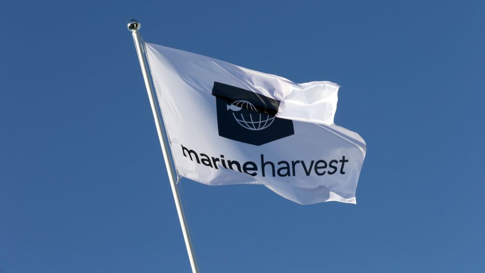 Marine Harvest skifter navn til Mowi.