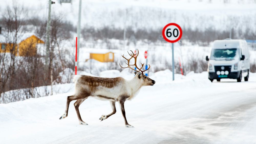 Et reinsdyr krysser riksvei 93 mellom Alta og Karasjok. Årlig dør mange reinsdyr i trafikken, men et forskningsprosjekt ved Umeå universitet i Sverige arbeider med et varslingssystem for å få antallet ned.