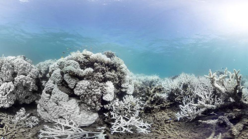 Korallrevet ved Ny-Caledonia utenfor Australias vestkyst har mistet fargene sine, men nå forsøker man med forskjellige metoder å gi de bleke korallene fargene tilbake.