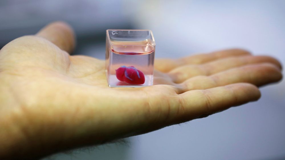 I lab-begeret ligger det israelske forskere hevder er det første hjertet som er 3D-printet av menneskelig vev.