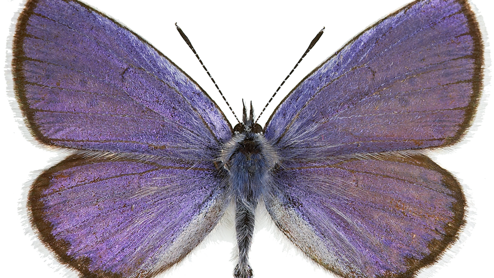 Lakrismjeltblåvinge, en av flere sommerfugler som er kritisk truet i Norge.