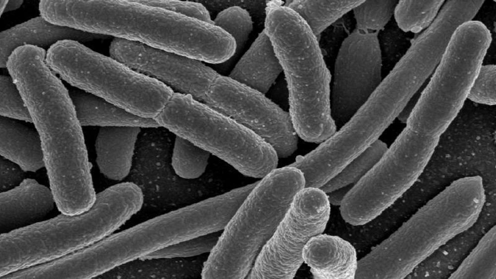 En forskergruppe fra Cambridge har skapt en kunstig versjon av e. coli-bakterien.