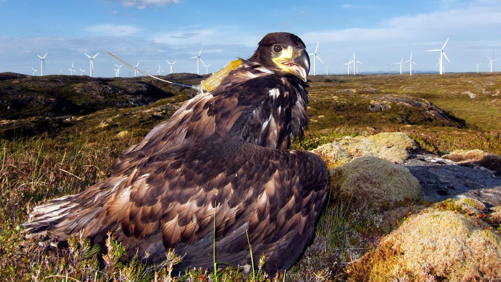 De 20 første vindmøllene på Smøla vindpark ble satt i drift i september 2002, mens ytterligere 48 vindmøller kom i drift i september 2005.