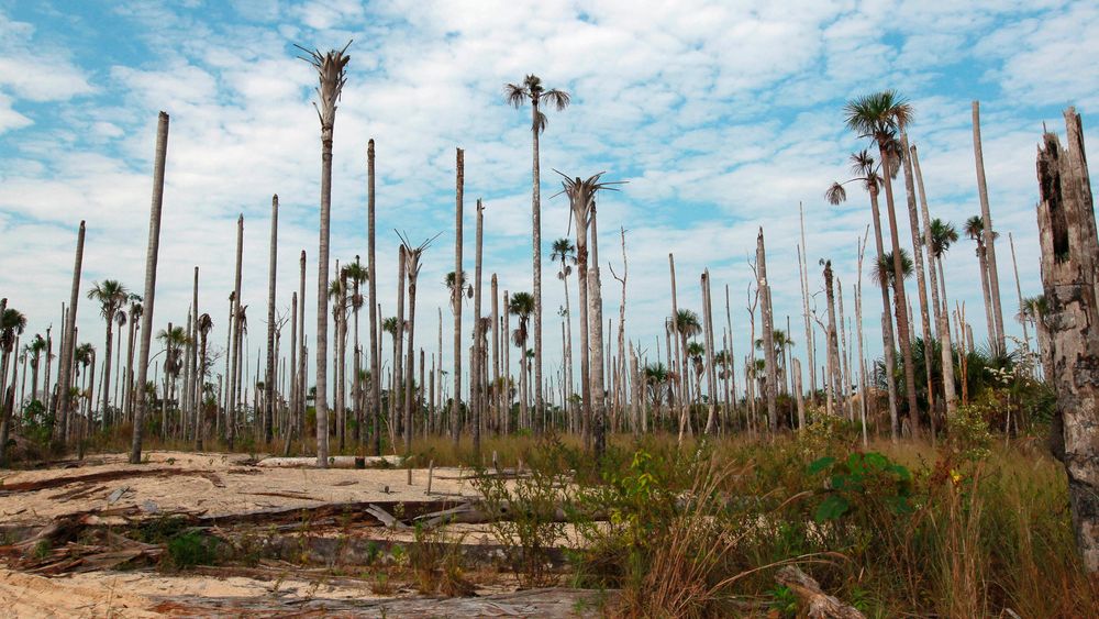 Illegale gullgruver bidrar til å avskoge deler av Amazonas, som her ved Puerto Luz. Minst 18000 hektar skog er forvandlet til ørken i området. De illegale gullgruvene pekes på som en hovedårsak, ved siden av landbruk.
