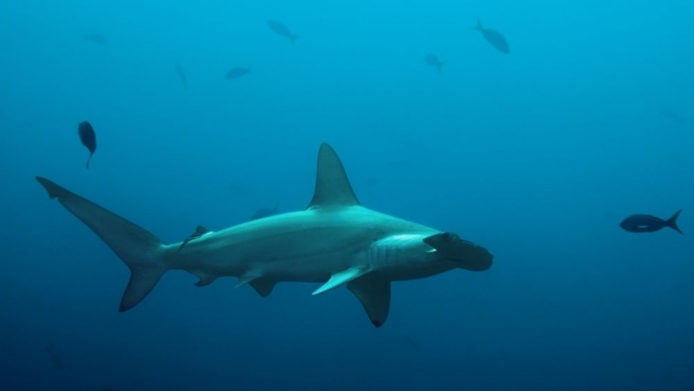 Omfanget av oksygenfattige områder i verdenshavene er firedoblet på 50 år, og generelt fallende oksygennivåer rammer spesielt store dyr som sverdfisk, tunfisk og haier.