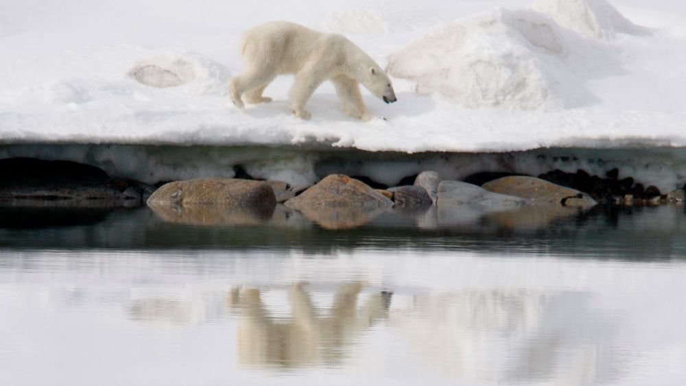 Smeltende sjøis om sommeren gjør det vanskeligere for isbjørn å jakte. Noen forskere tror at sommersjøisen kan være borte innen 2040.