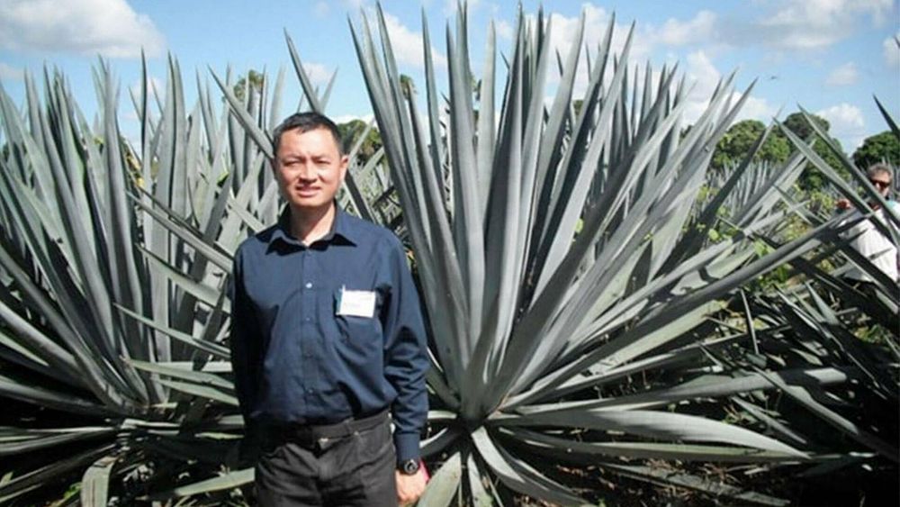 Forskere ved universitetene i Sydney, Exeter og Adelaide har sett på om agave kan bidra til en innenlandsk produksjon av bioetanol.