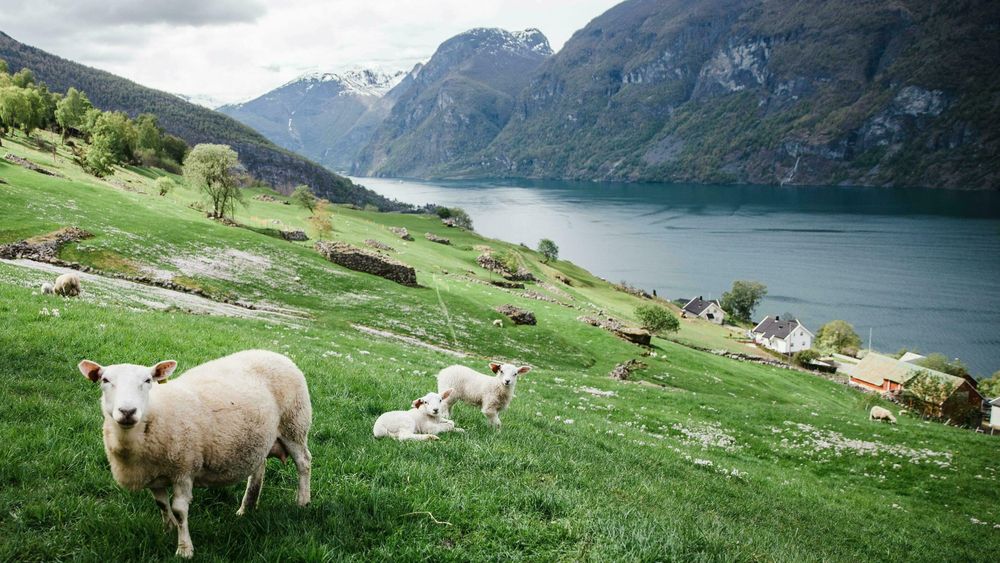 Bare en tredjedel av den dyrkede marka i Norge egner seg til å dyrke matkorn og grønnsaker. Resten er beitemark og andre jordarealer som bare egner seg til å dyrke dyrefôr, skriver innsender.