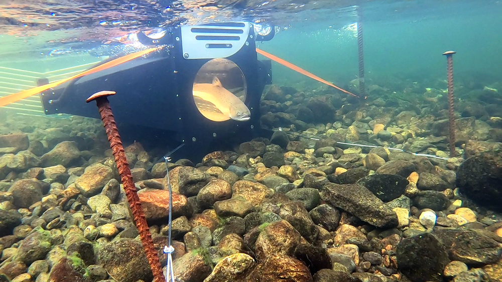 Den vesle teknologibedriften Submerged har laget fotoboksen for laks som i august blei installert i Etne-elva.